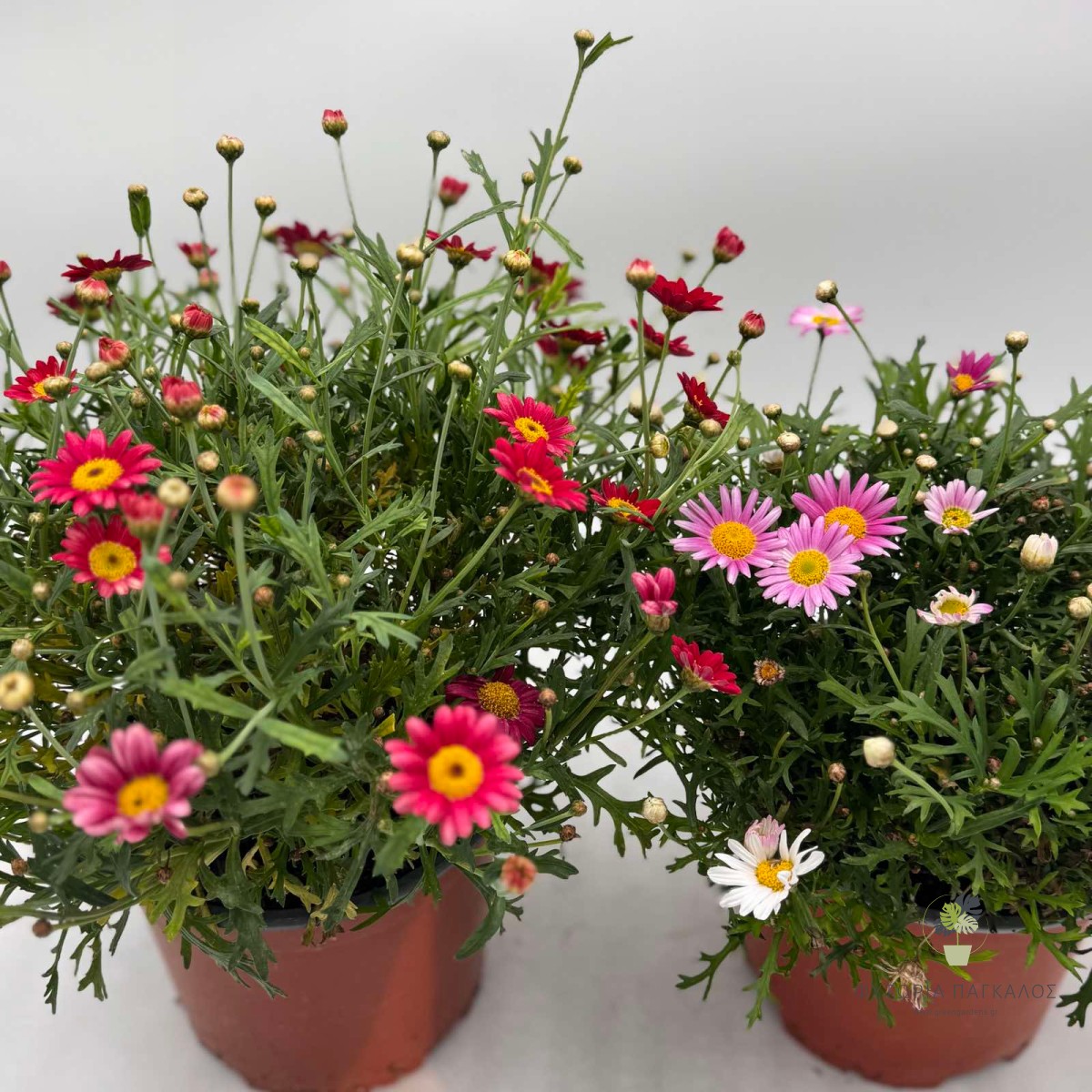 Αργυράνθεμο (Argyranthemum frutescens) | Ανθοφόρος Μαργαρίτα με Πολύμηνη Ανθοφορία - 2